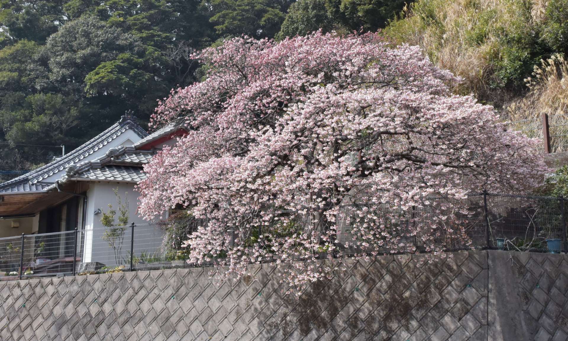 見頃を迎えた證海寺の桜＝阿久根市大川