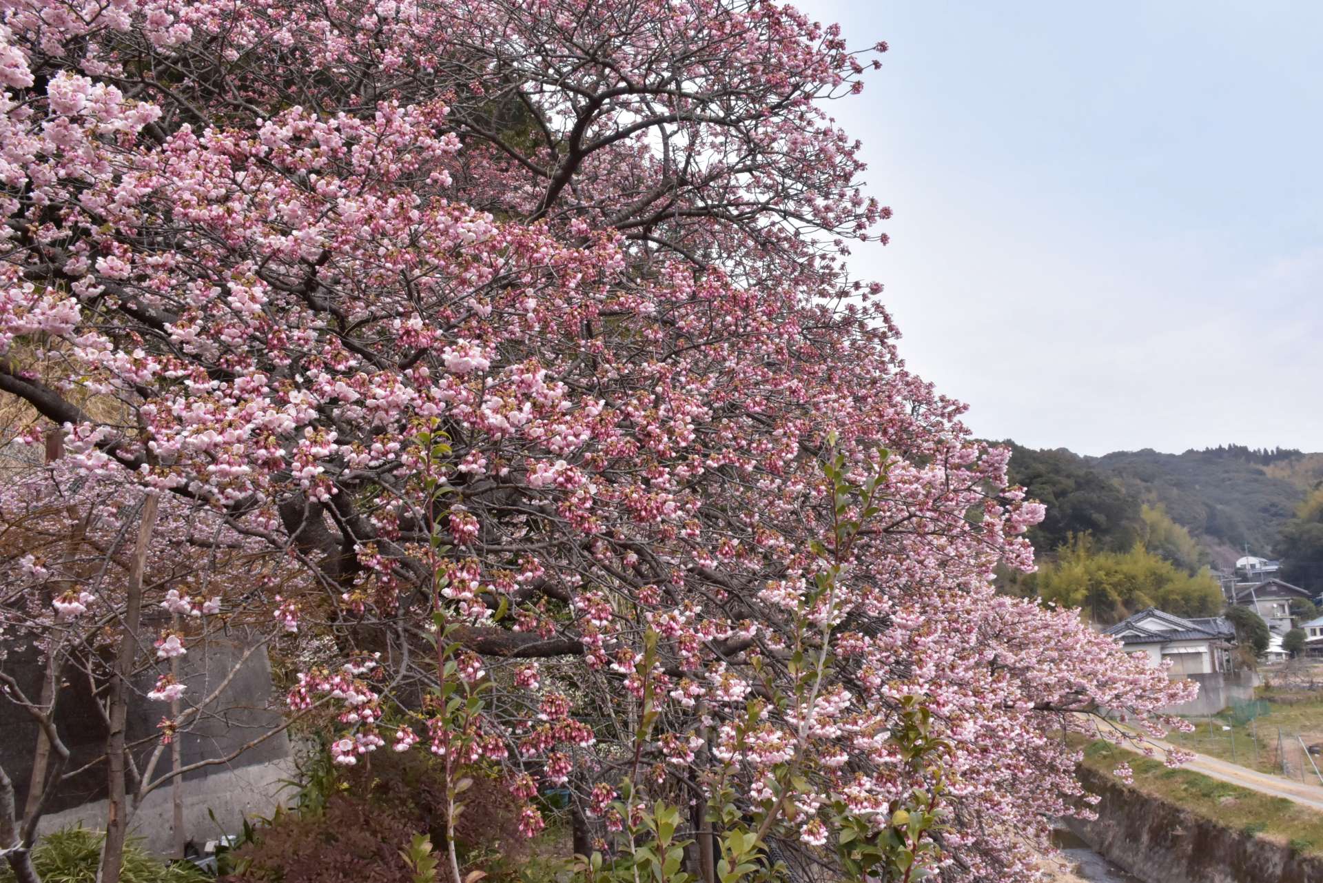 見頃を迎えた證海寺の桜＝２月２７日、阿久根市大川