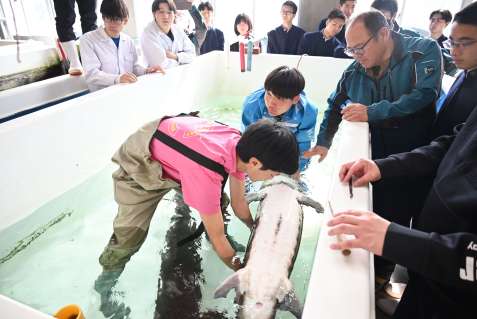 採卵するチョウザメの状態を調べる生徒たち＝枕崎市の鹿児島水産高校