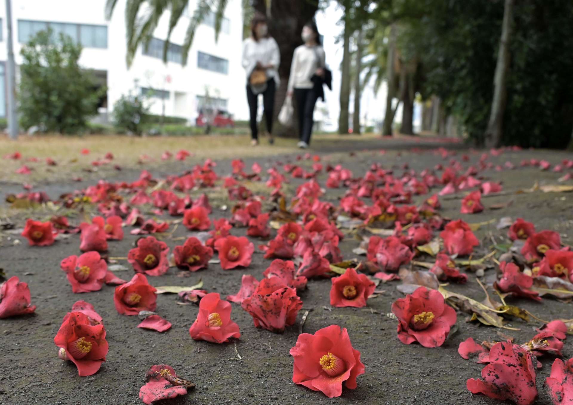 朝方の激しい風雨などで落ちたツバキの花が目立つ緑地＝３日午後、鹿児島市与次郎１丁目