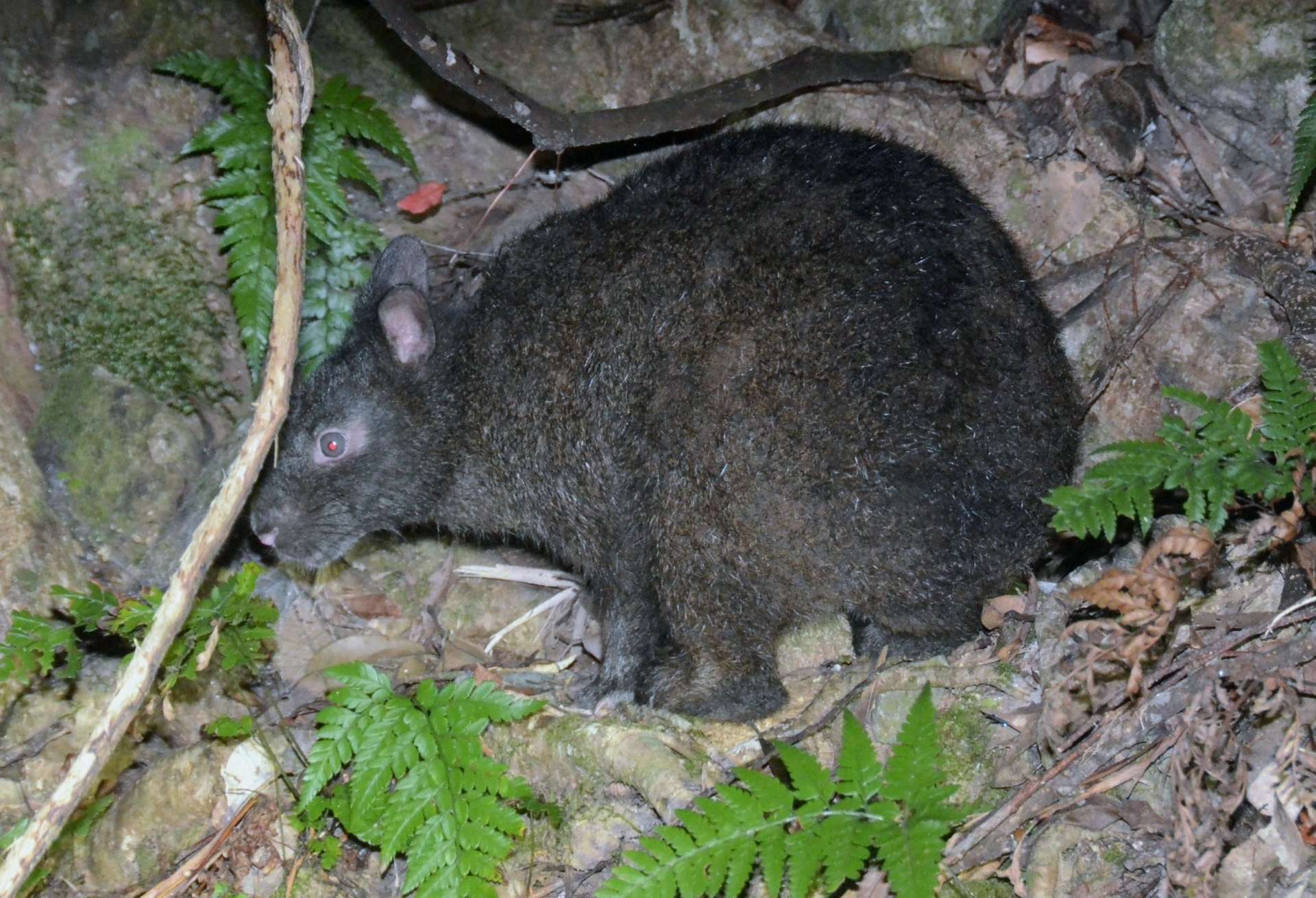 交通事故死が高止まりしているアマミノクロウサギ＝２０２４年８月、奄美大島