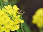 菜の花の蜜を求めて飛び回るミツバチ＝４日午後、姶良市加治木町反土