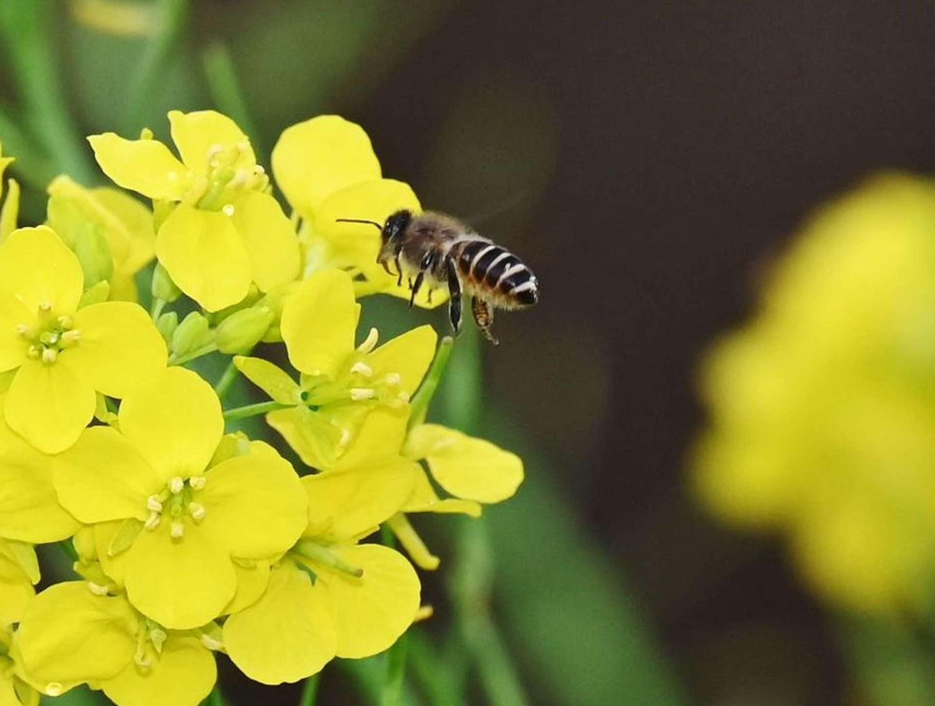 菜の花の蜜を求めて飛び回るミツバチ＝４日午後、姶良市加治木町反土