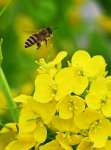 〈別カット〉菜の花の蜜を求めて飛び回るミツバチ＝４日午後、姶良市加治木町反土
