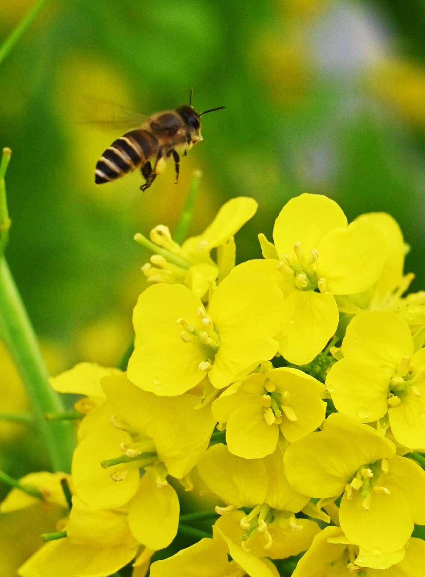 〈別カット〉菜の花の蜜を求めて飛び回るミツバチ＝４日午後、姶良市加治木町反土