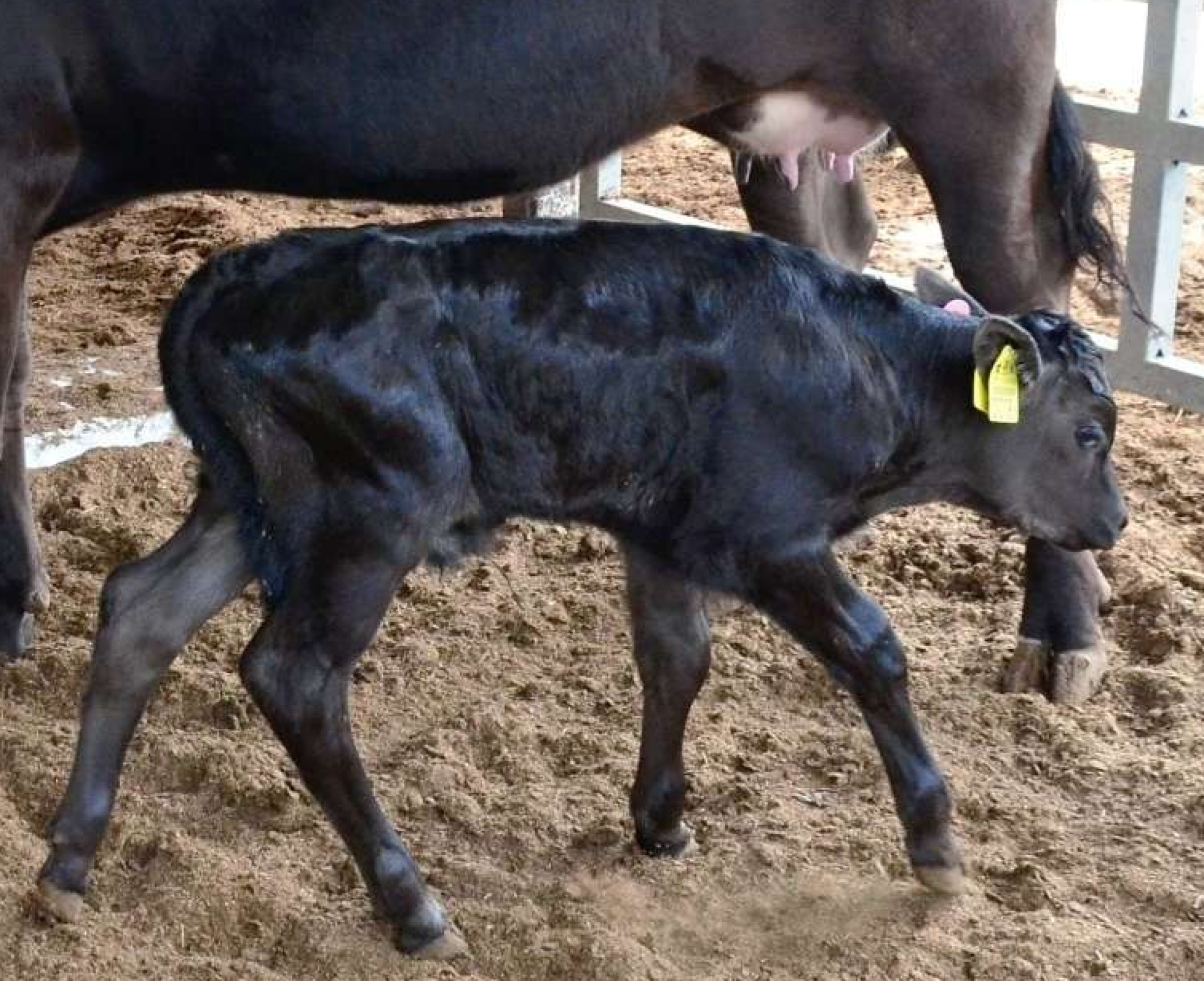 〈イメージ写真〉生まれたばかりの和牛の子牛
