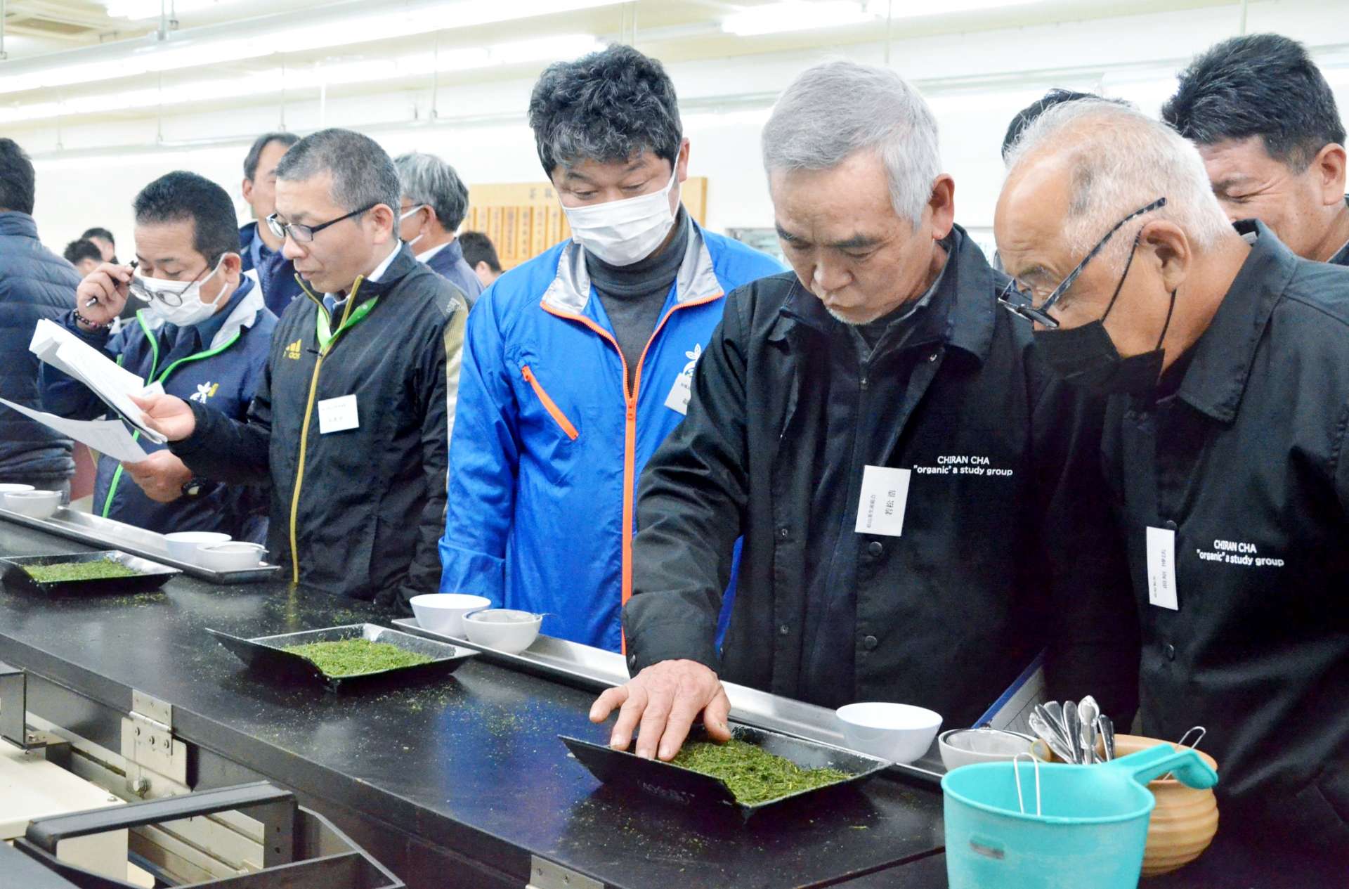 出品された荒茶を比べる生産者ら＝６日、鹿児島市の県茶市場