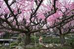 ピンク色の花が見頃を迎えている２本の梅＝６日午前、さつま町平川