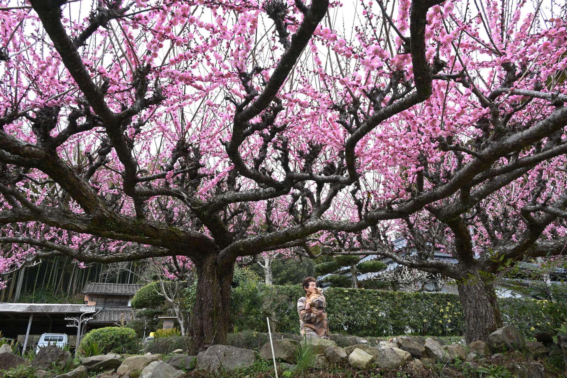 ピンク色の花が見頃を迎えている２本の梅＝６日午前、さつま町平川