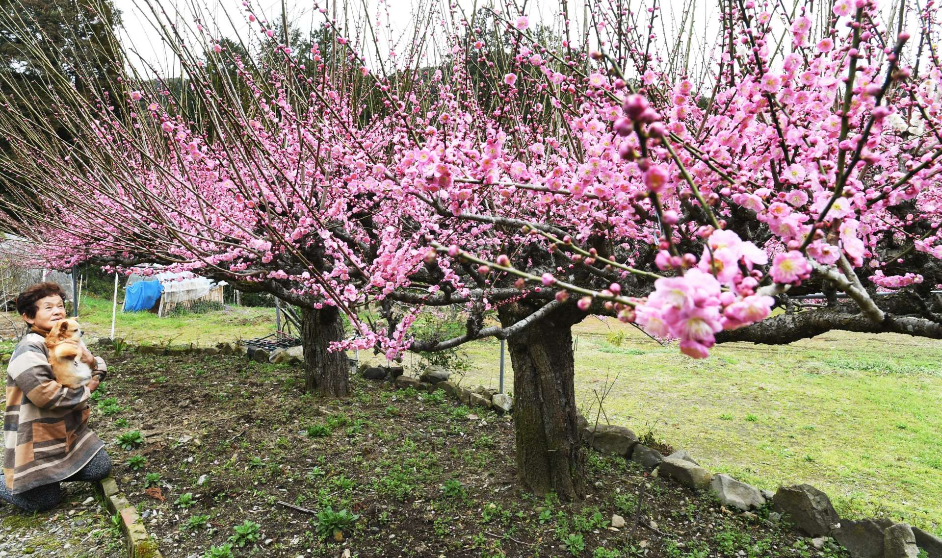 〈別カット〉ピンク色の花が見頃を迎えている２本の梅＝６日午前、さつま町平川