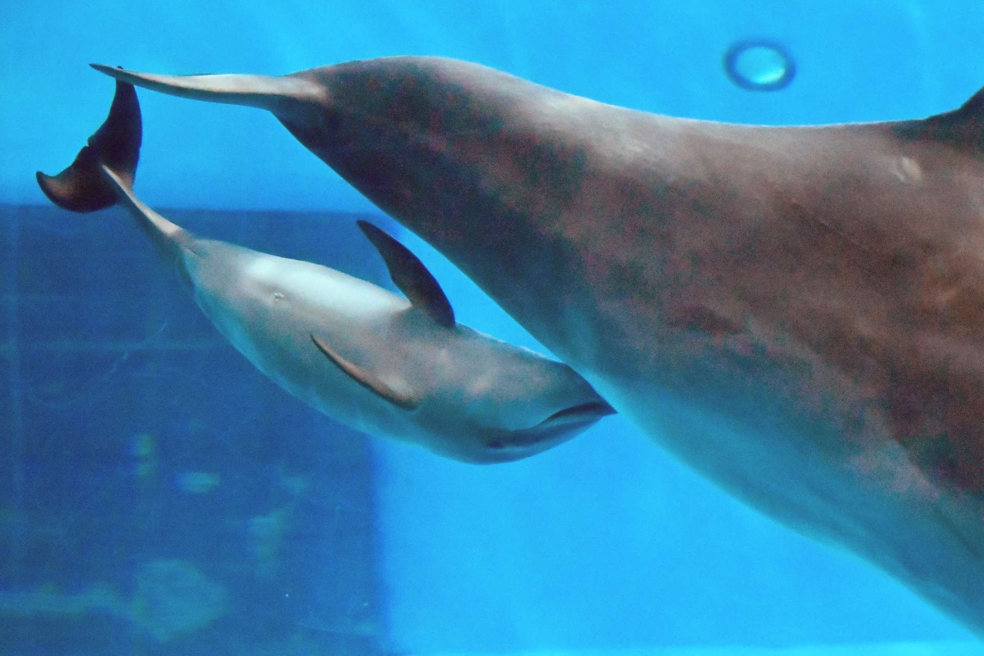 母親のおっぱいを飲む赤ちゃんイルカ＝６日、鹿児島市のかごしま水族館
