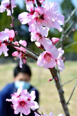 〈関連〉かれんな花を咲かせるアーモンド＝湧水町木場