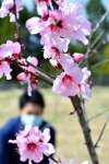 〈関連〉かれんな花を咲かせるアーモンド＝湧水町木場
