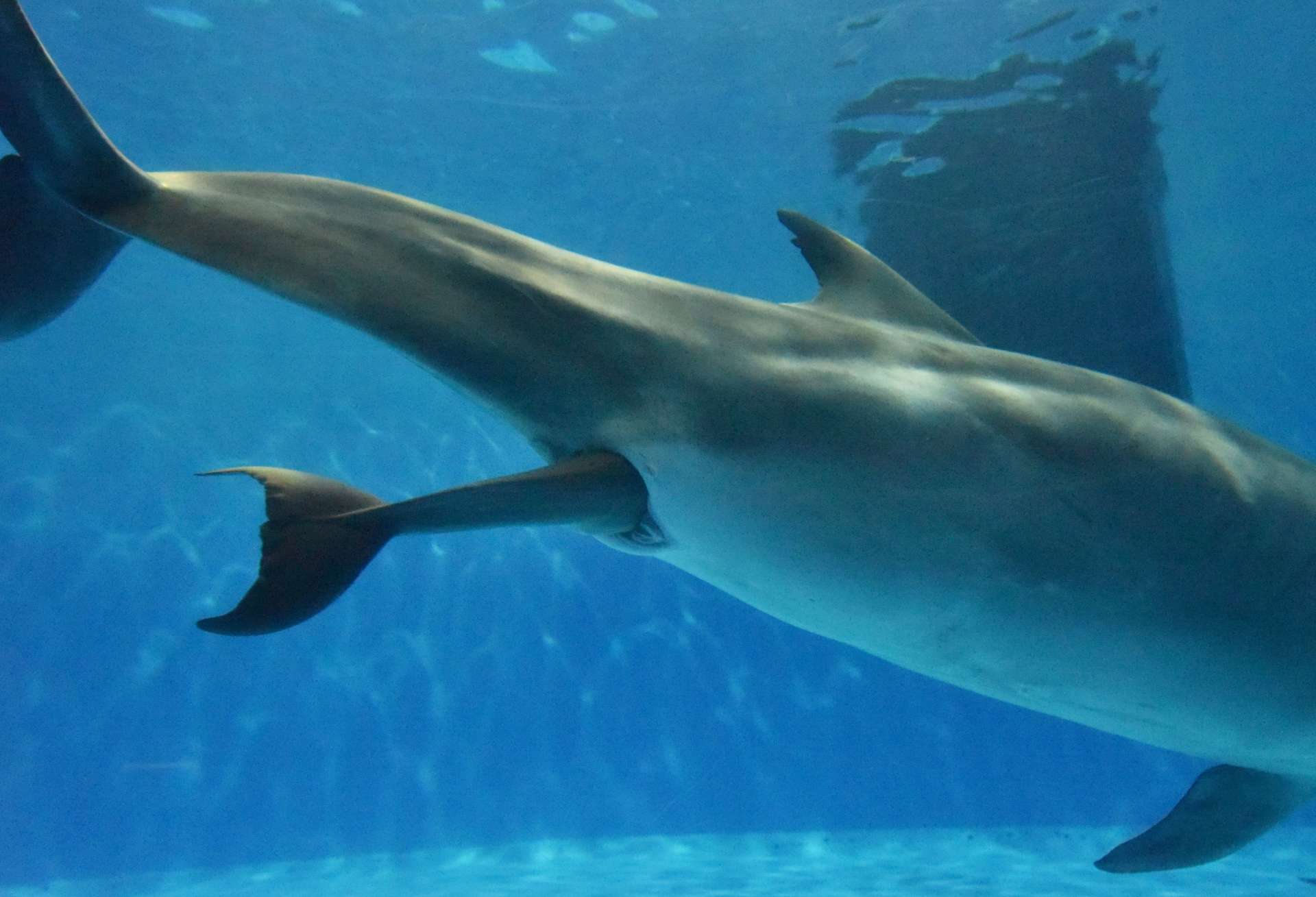 〈関連〉え？ 尾っぽから？…マールの体内から出てこようとする赤ちゃん（かごしま水族館提供）