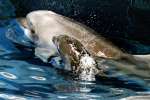 母親のマールと水面に顔を上げる赤ちゃんイルカ＝６日午前、鹿児島市のかごしま水族館