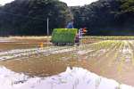 水田に苗を植え付ける農家＝９日、南種子町茎永