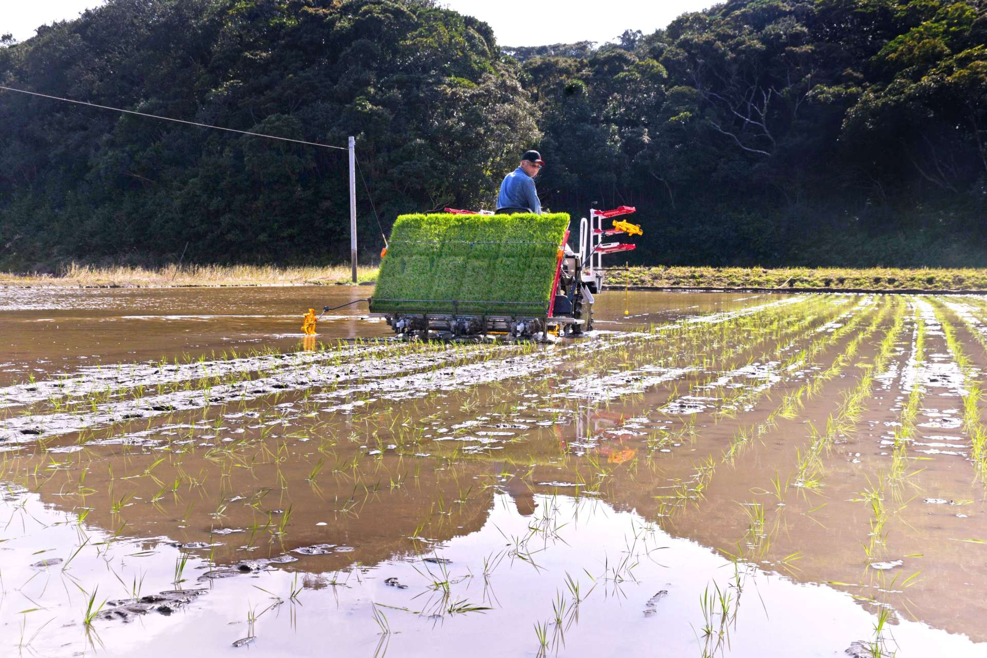 水田に苗を植え付ける農家＝９日、南種子町茎永