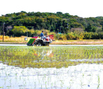 水田に植え付けられたコシヒカリの苗＝９日、南種子町茎永