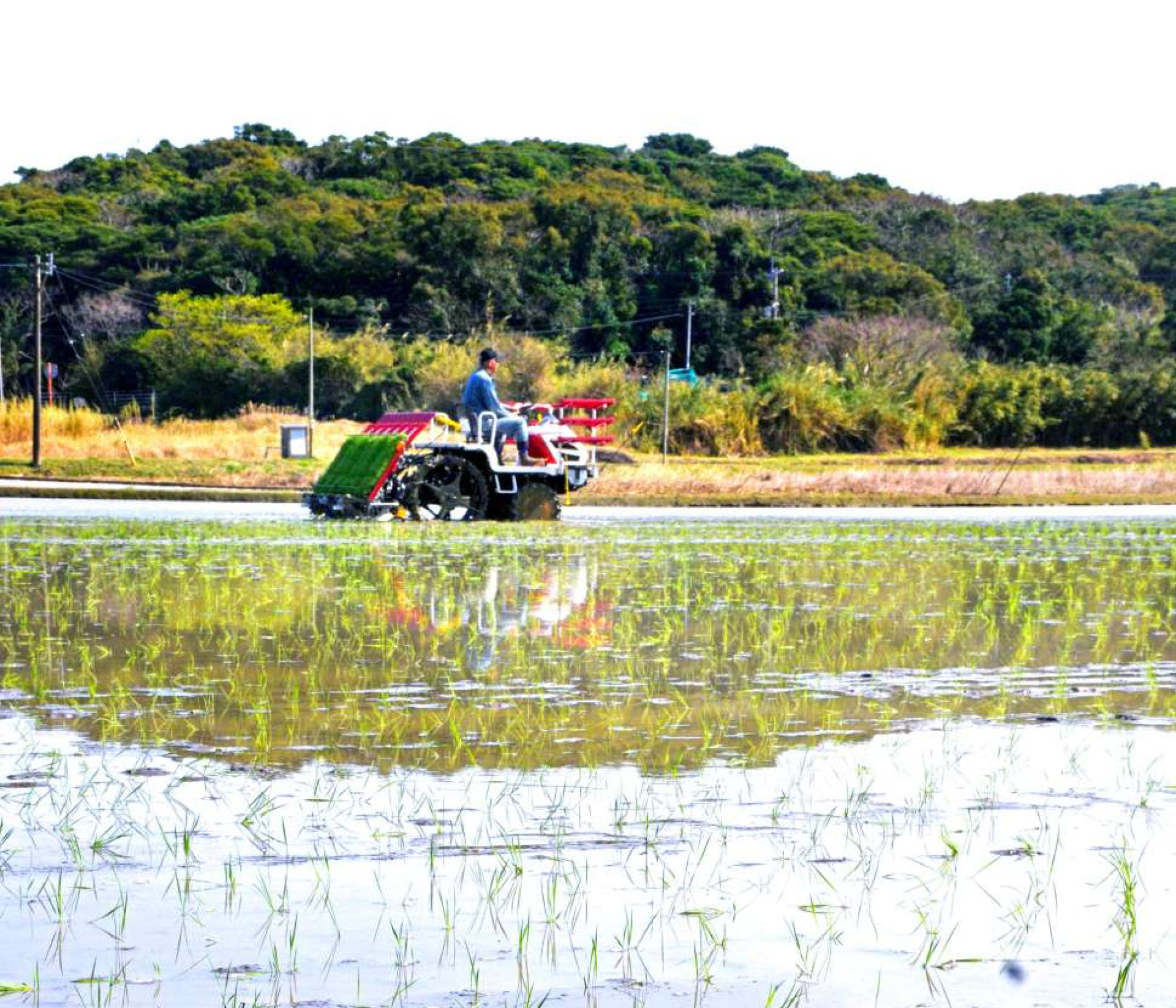 水田に植え付けられたコシヒカリの苗＝９日、南種子町茎永