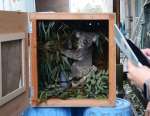 木箱に入れられて出発を待つノゾム＝１３日、鹿児島市の平川動物公園
