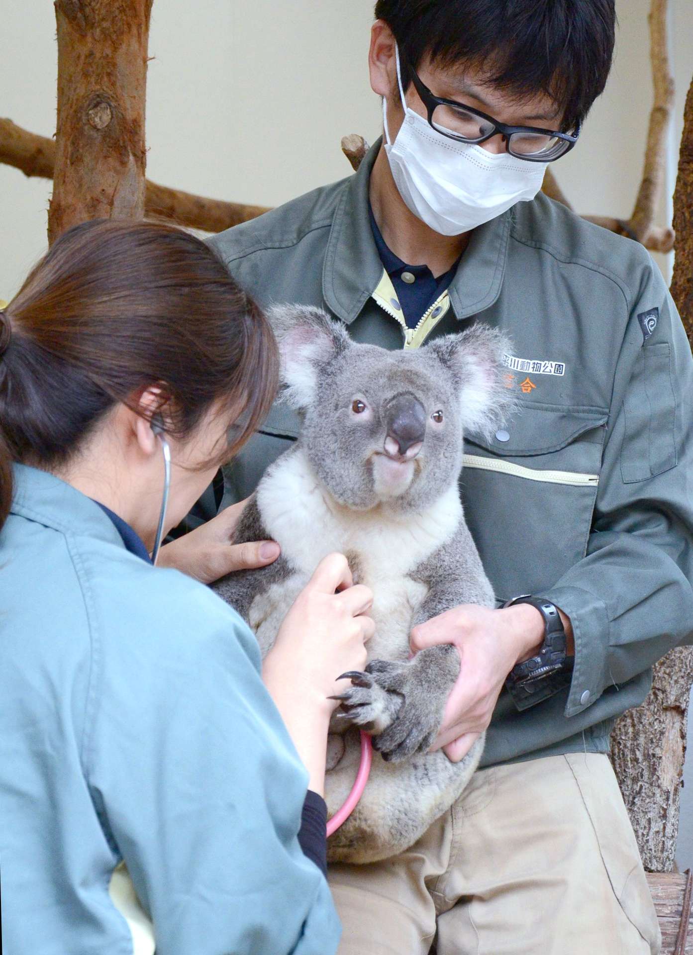出発前に健康状態のチェックを受けるコアラのノゾム＝１３日、鹿児島市の平川動物公園