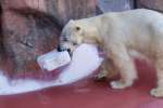 ポリタンクをかんで遊ぶホッキョクグマのライト（平川動物公園提供）