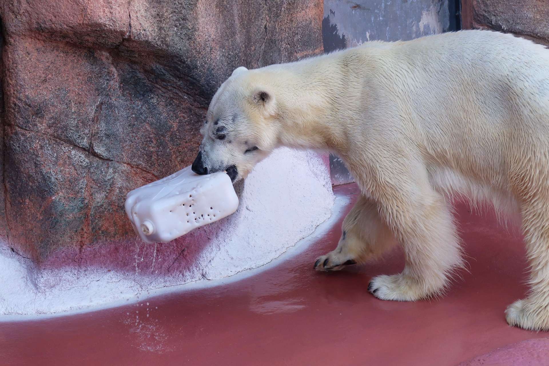 ポリタンクをかんで遊ぶホッキョクグマのライト（平川動物公園提供）