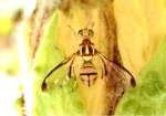 カボチャに産卵するセグロウリミバエ（沖縄県病害虫防除技術センター提供）