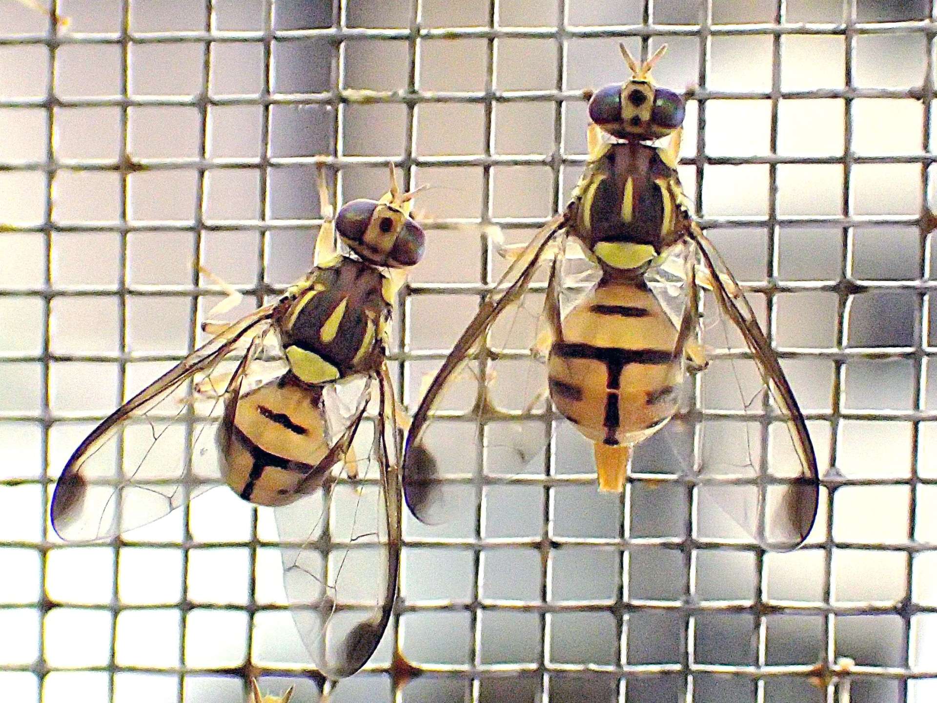 セグロウリミバエの雄成虫（左）と雌成虫＝沖縄県病害虫防除技術センター提供