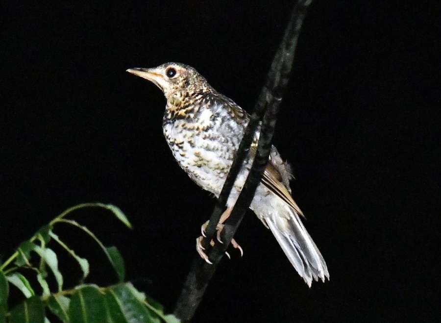 〈資料写真〉奄美中央林道で確認されたオオトラツグミ＝２０２１年５月撮影