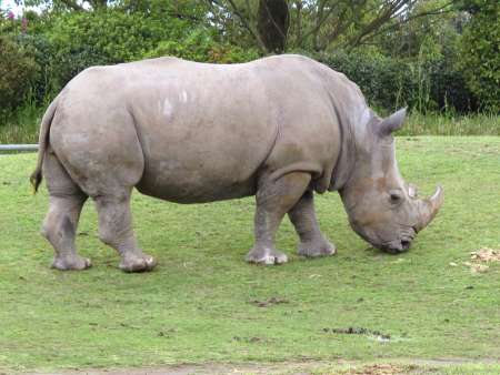 国内の動物園で最高齢だったシロサイ「シノ」（平川動物公園提供）