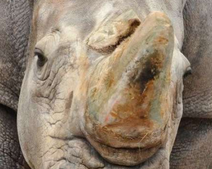 国内の動物園で最高齢だったシロサイ「シノ」（鹿児島市平川動物公園提供）