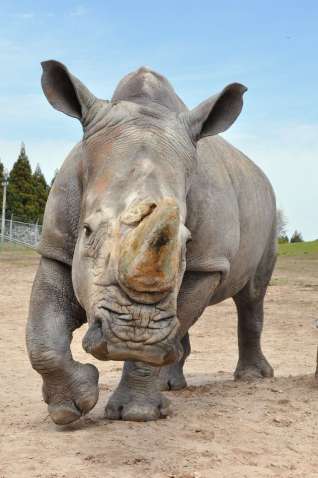 国内の動物園で最高齢だったシロサイ「シノ」（鹿児島市平川動物公園提供）