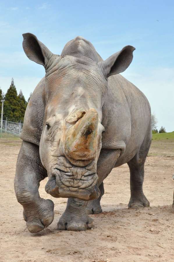 国内の動物園で最高齢だったシロサイ「シノ」（鹿児島市平川動物公園提供）