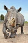 国内の動物園で最高齢だったシロサイ「シノ」（鹿児島市平川動物公園提供）