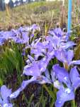 かれんな青紫色の花を咲かせるエヒメアヤメ＝２０２４年３月、小林市南西方