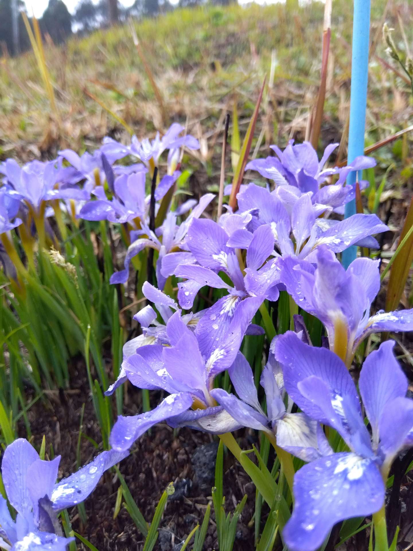かれんな青紫色の花を咲かせるエヒメアヤメ＝２０２４年３月、小林市南西方
