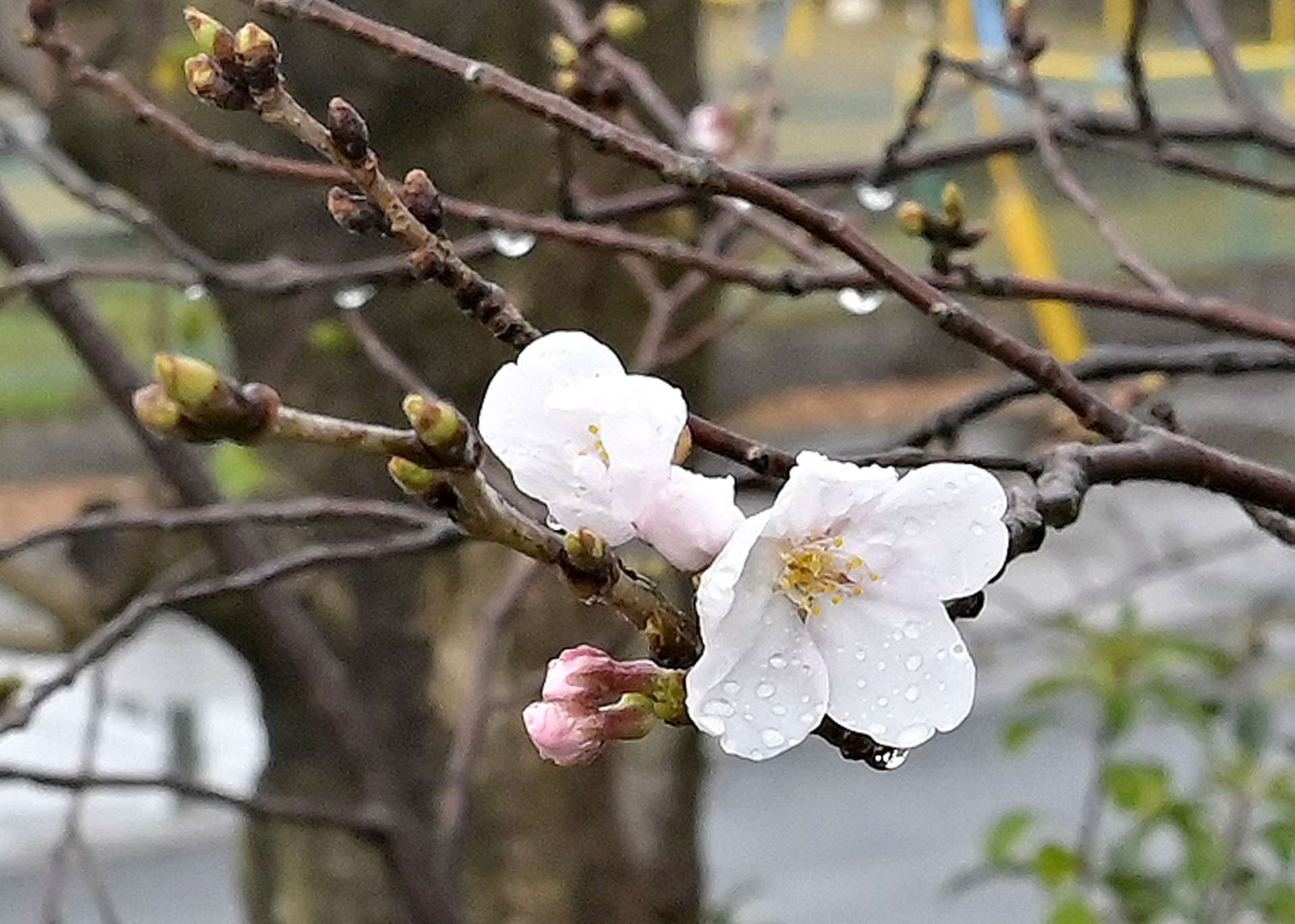 雨の中、花をほころばせるソメイヨシノ標本木＝２４日午前１０時１２分、鹿児島市東郡元町の鹿児島地方気象台