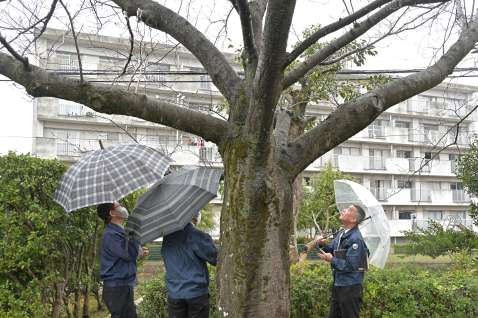ソメイヨシノ標本木の開花状況を確認する鹿児島地方気象台職員＝２４日午前９時３１分、鹿児島市東郡元町
