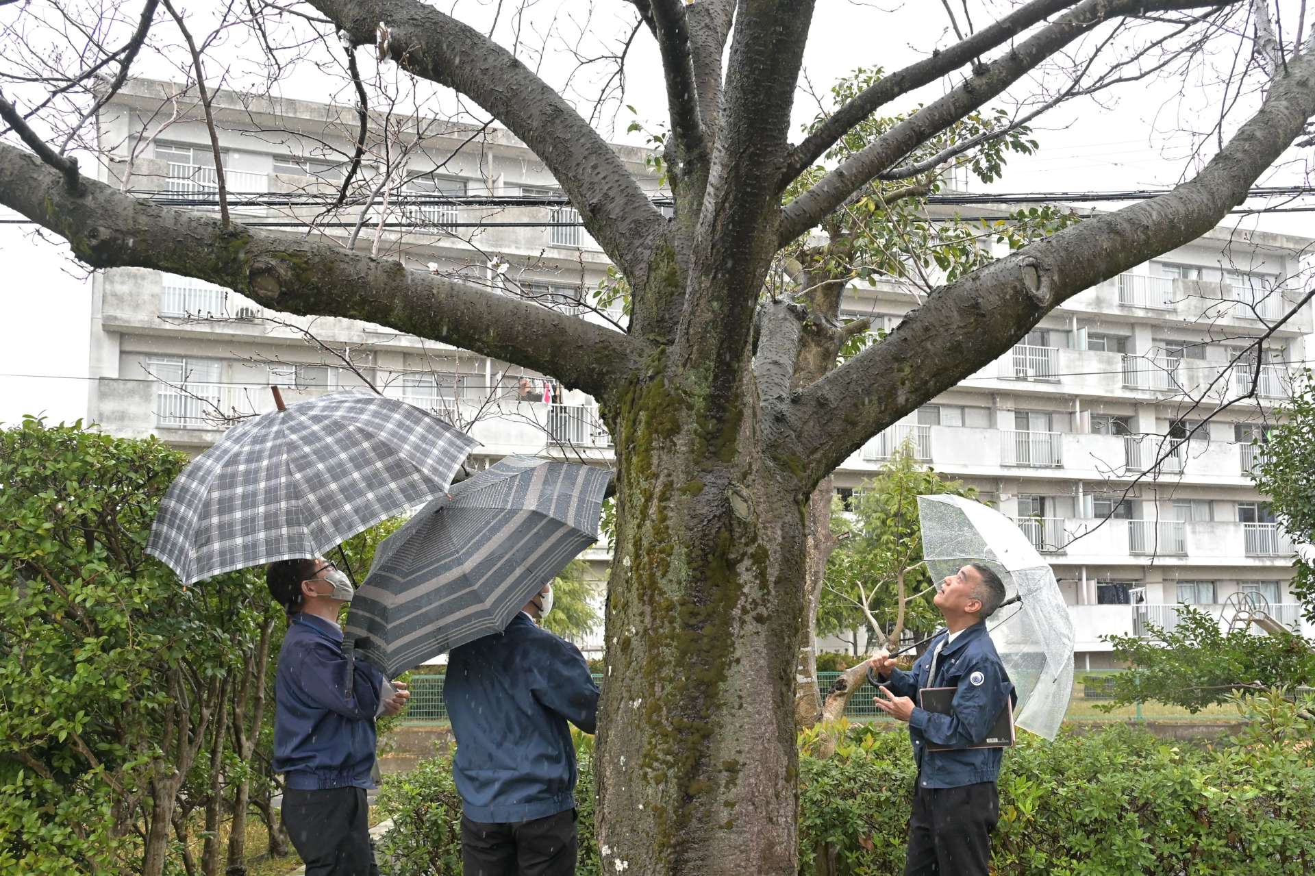 ソメイヨシノ標本木の開花状況を確認する鹿児島地方気象台職員＝２４日午前９時３１分、鹿児島市東郡元町