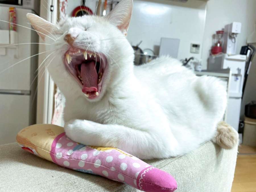 愛猫・雷ちゃんに、大学寮のあの先輩の叫ぶ顔が重なる。後のイケザキの芸風につながる経験だったかもしれない