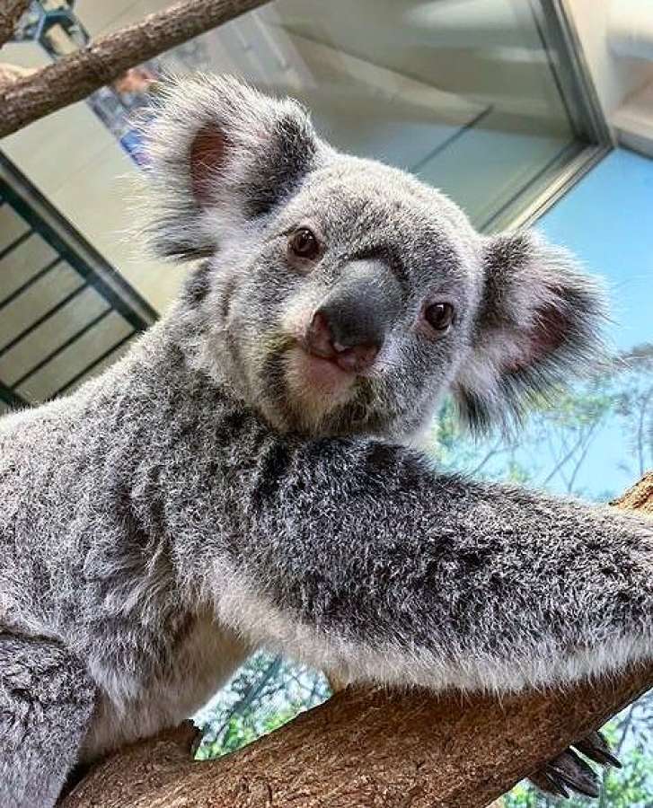 生前のコアラ「ユメ」（平川動物公園提供）