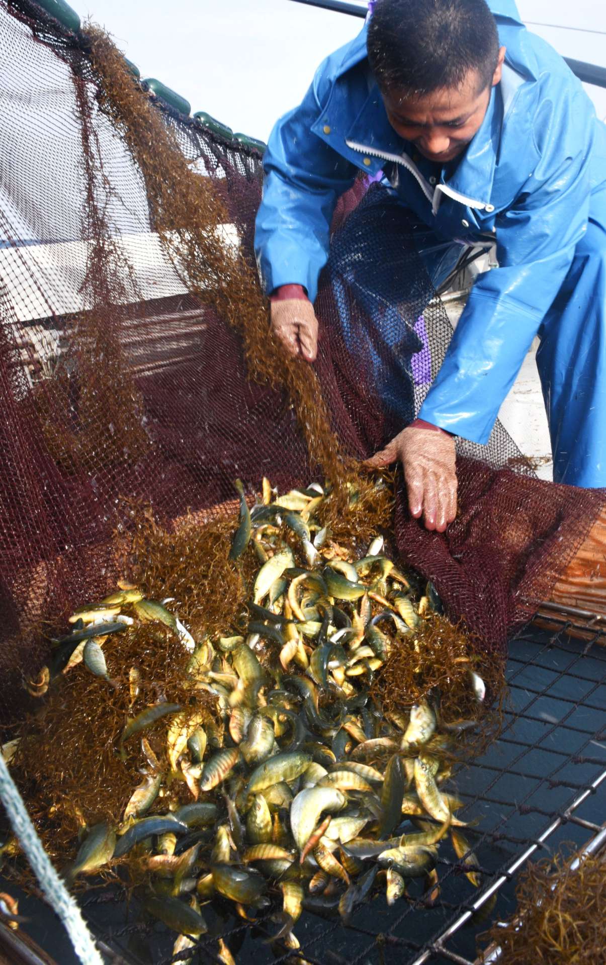 引き揚げられた藻に付く黄金色のモジャコ＝２５日、種子島沖
