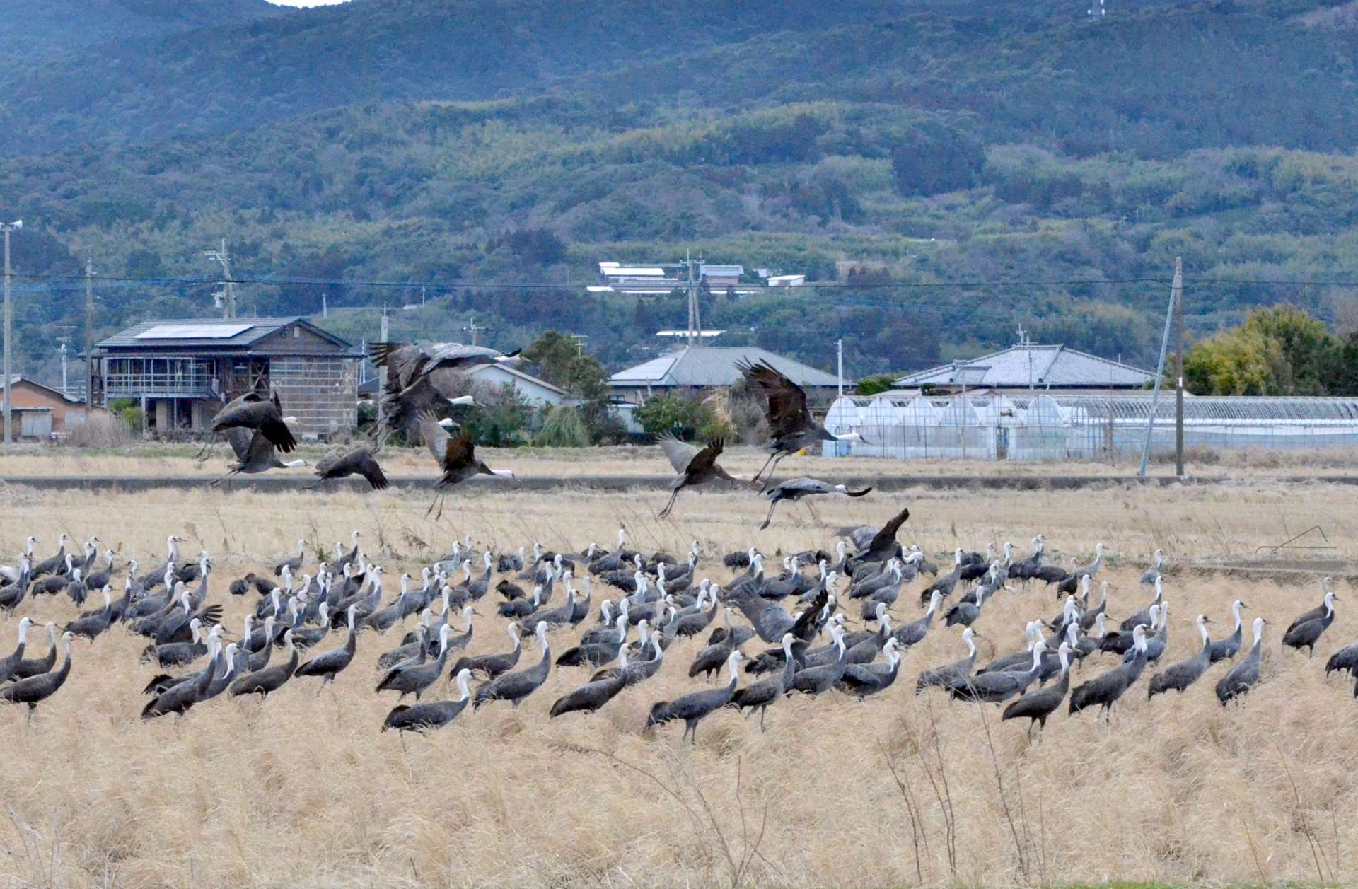 越冬地で集団で過ごすツル＝３月上旬、出水市高尾野