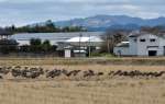 高病原性鳥インフルエンザが再発した養鶏場（奥）は、野鳥が集まる越冬地のすぐそばにある＝３月上旬、出水市高尾野