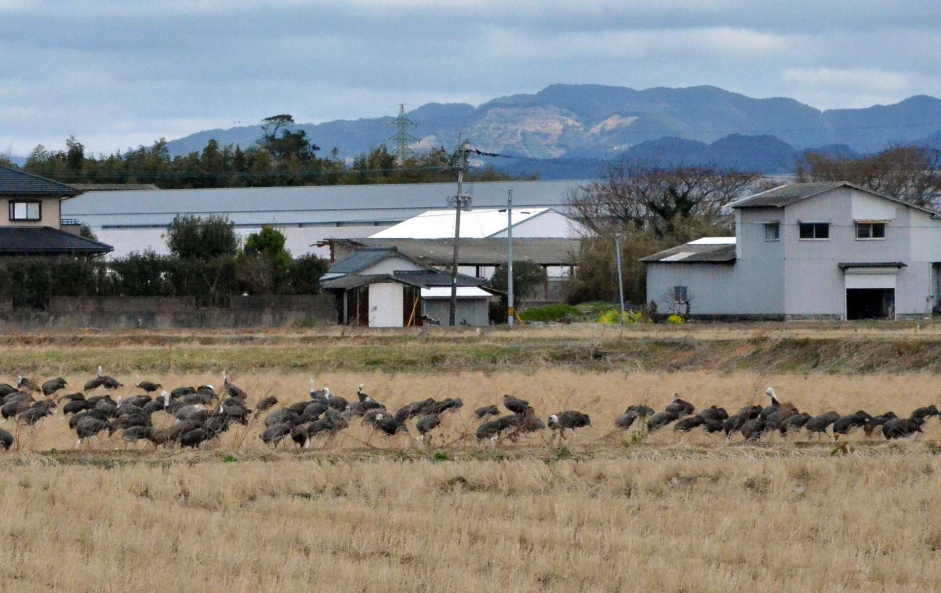 高病原性鳥インフルエンザが再発した養鶏場（奥）は、野鳥が集まる越冬地のすぐそばにある＝３月上旬、出水市高尾野
