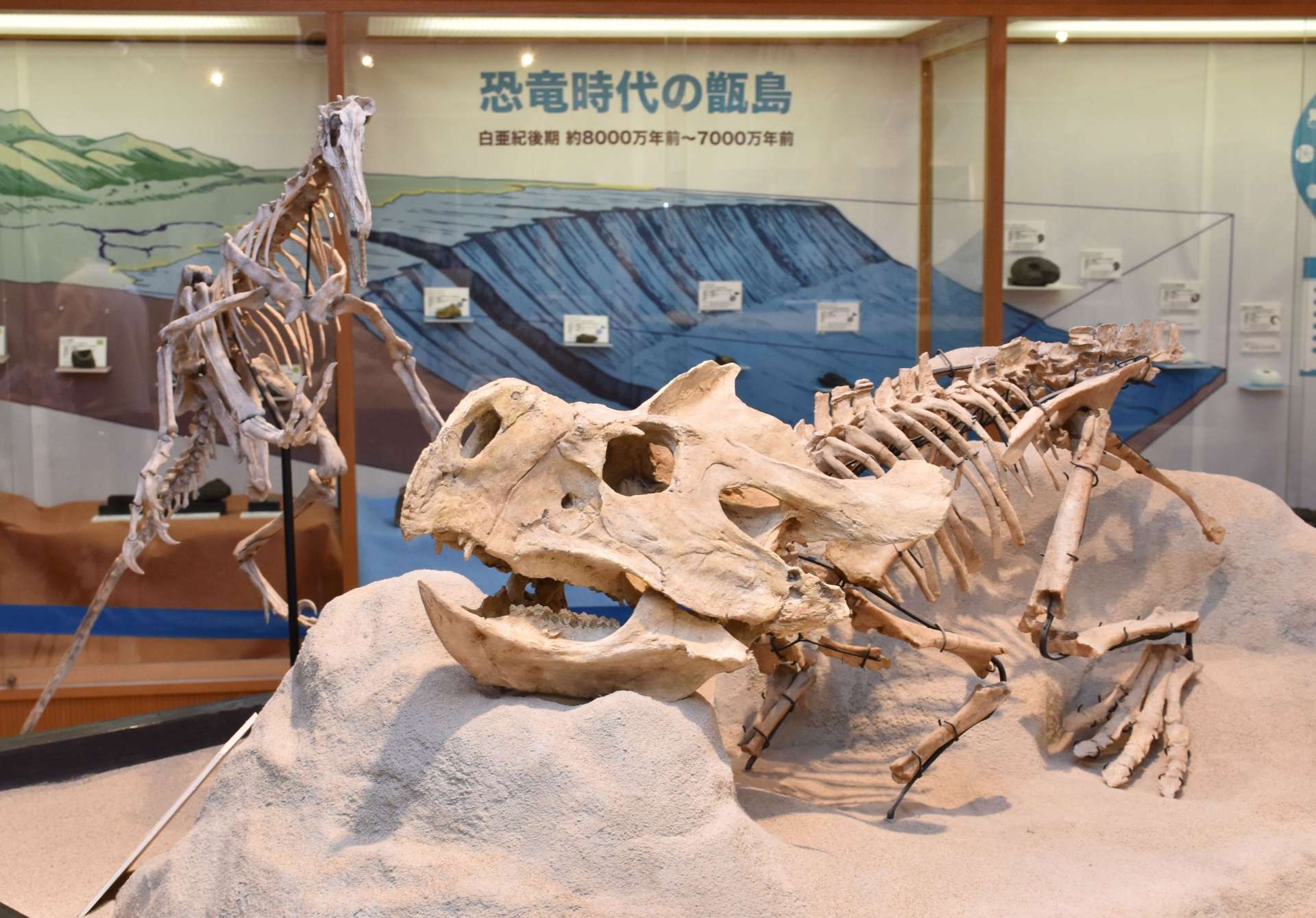 甑ミュージアムに展示されているプロトケラトプスなどの標本＝薩摩川内市