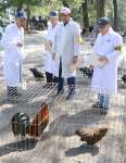 薩摩鶏を審査する保存会＝鹿児島市の天保山公園