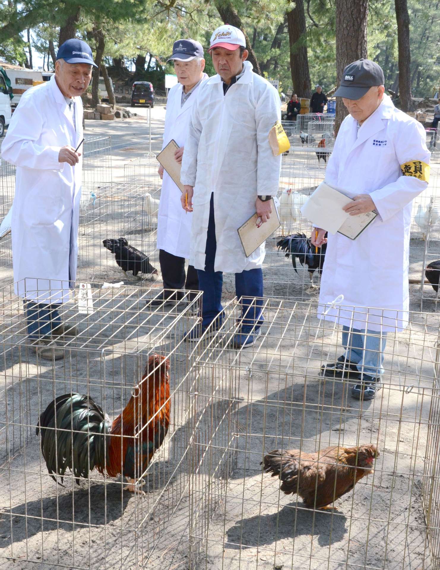 薩摩鶏を審査する保存会＝鹿児島市の天保山公園