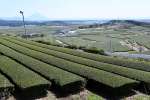 見渡す限り茶畑が広がる鹿児島県内一のお茶どころ＝２０日、南九州市知覧町西元